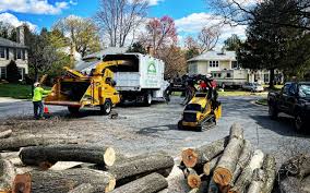 Best Tree Disease Treatment  in Adrian, MO